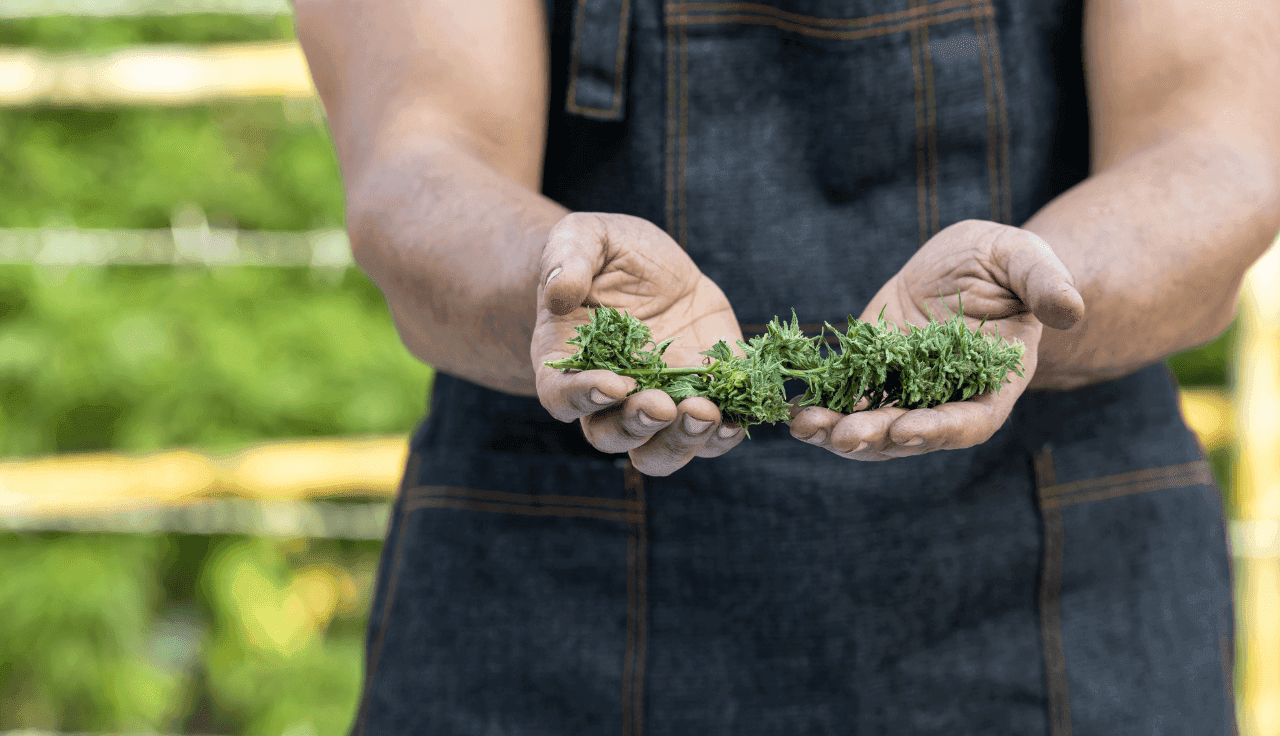 Mann mit Cannabis Blüten in den Händen