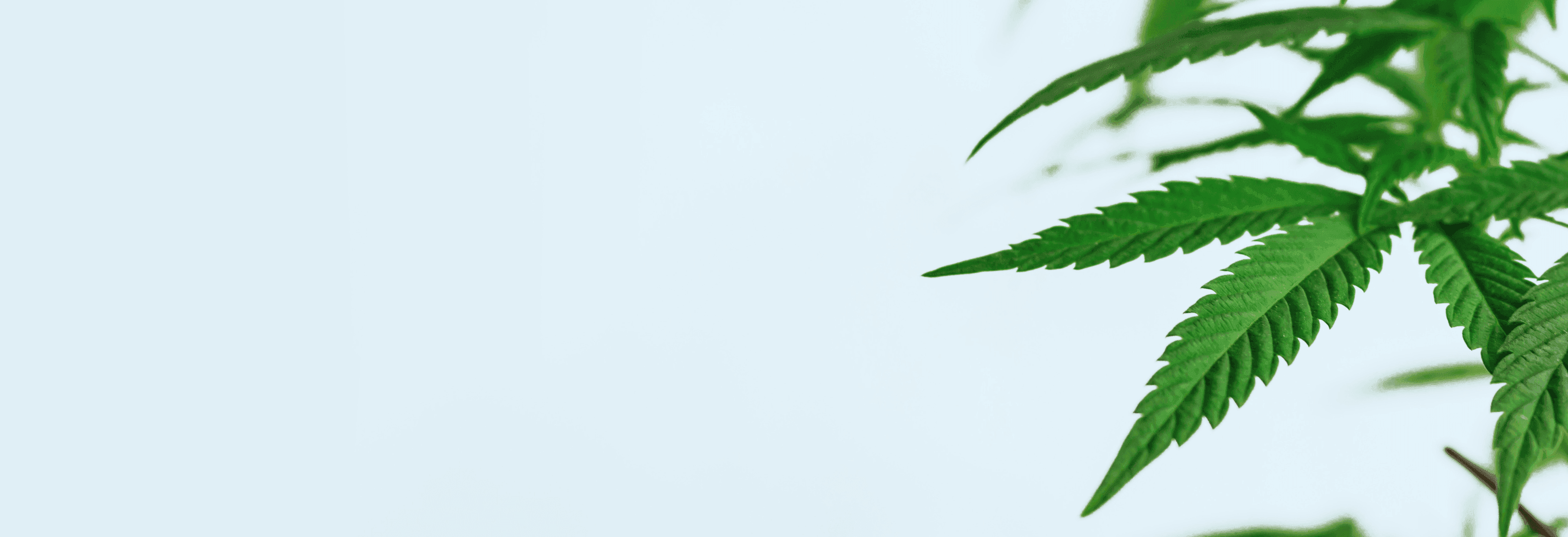 grüne Cannabis Pflanze auf hellblauem Hintergrund